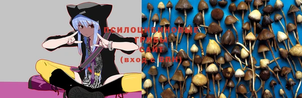 дурь Богданович